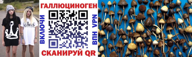 Галлюциногенные грибы Psilocybe  Уржум 